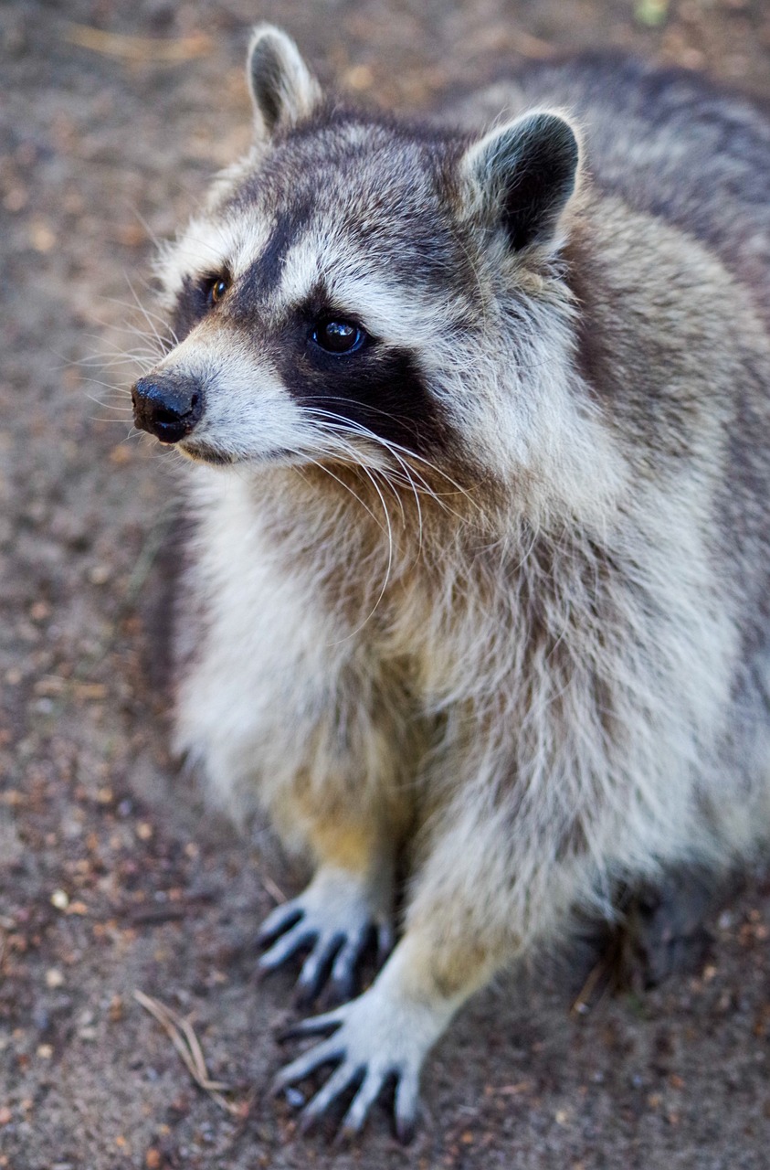 raccoon, animal, mammal-4501494.jpg