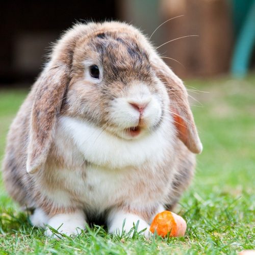 lop eared, rabbit, hare-314881.jpg